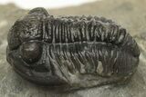 Detailed Gerastos Trilobite Fossil - Morocco #235306-2